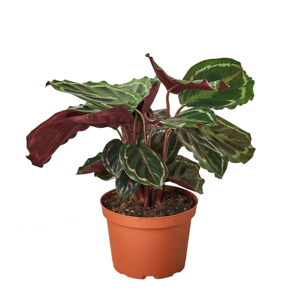 Calathea 'Medallion'