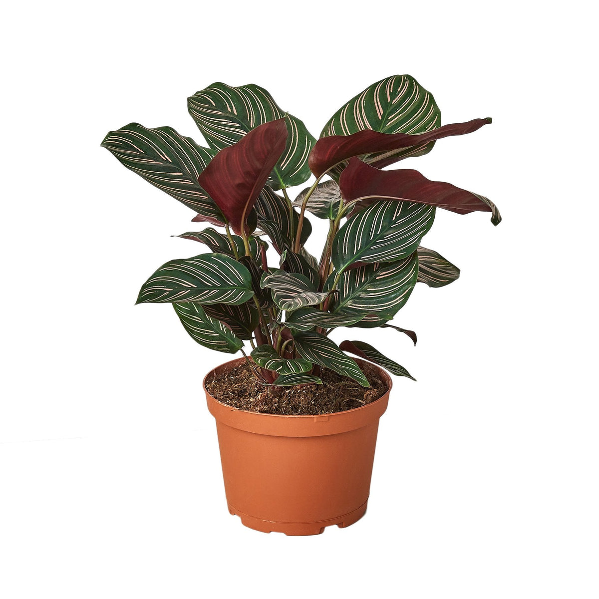 Striped Calathea