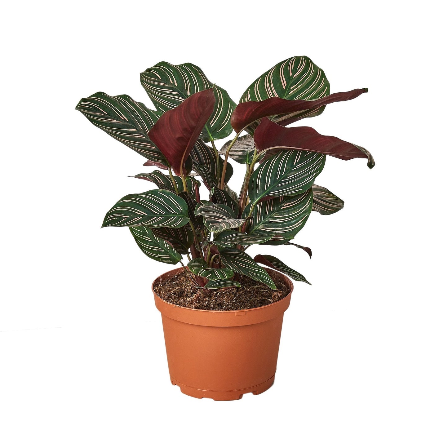 Striped Calathea