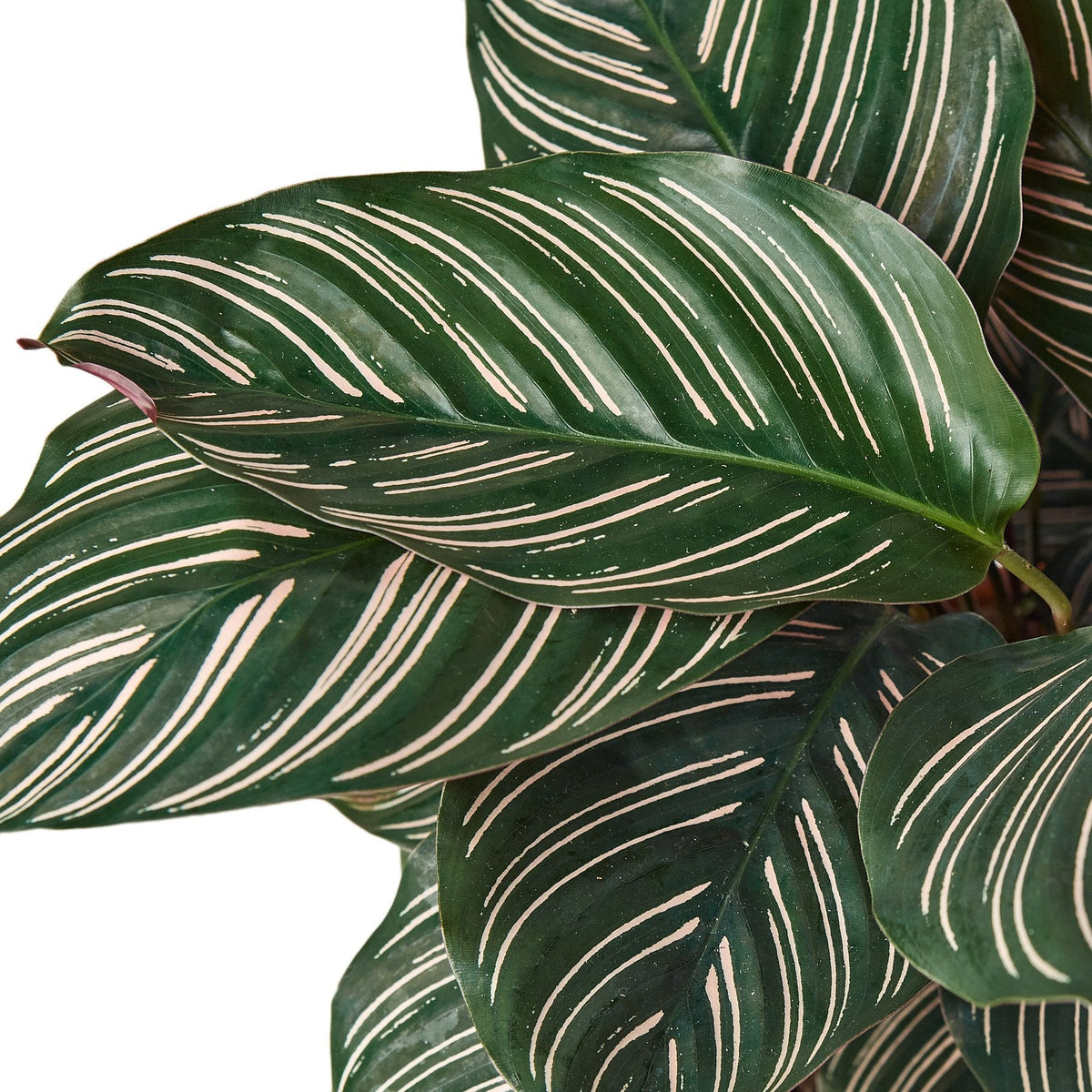 Striped Calathea