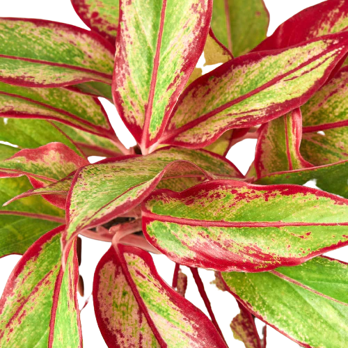 Chinese Evergreen 'Siam Aurora'