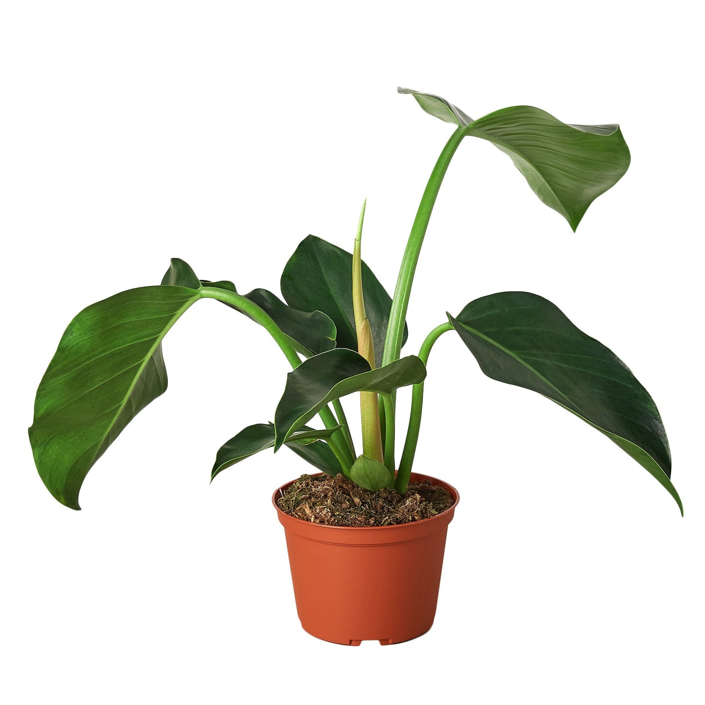 Philodendron 'Green Congo'
