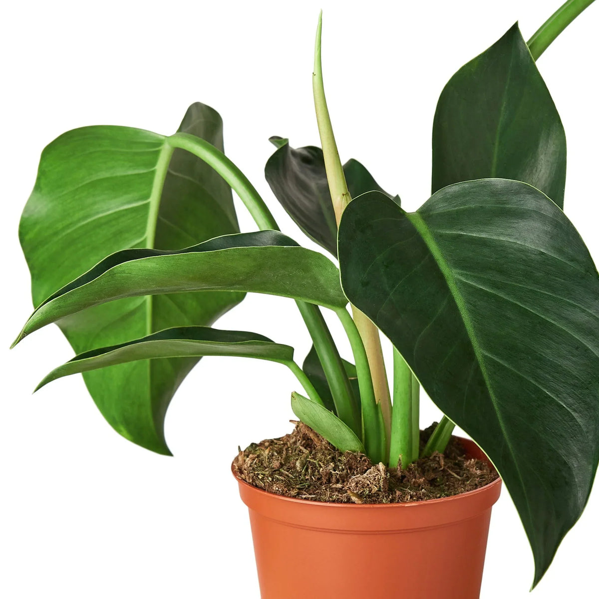Philodendron 'Green Congo'