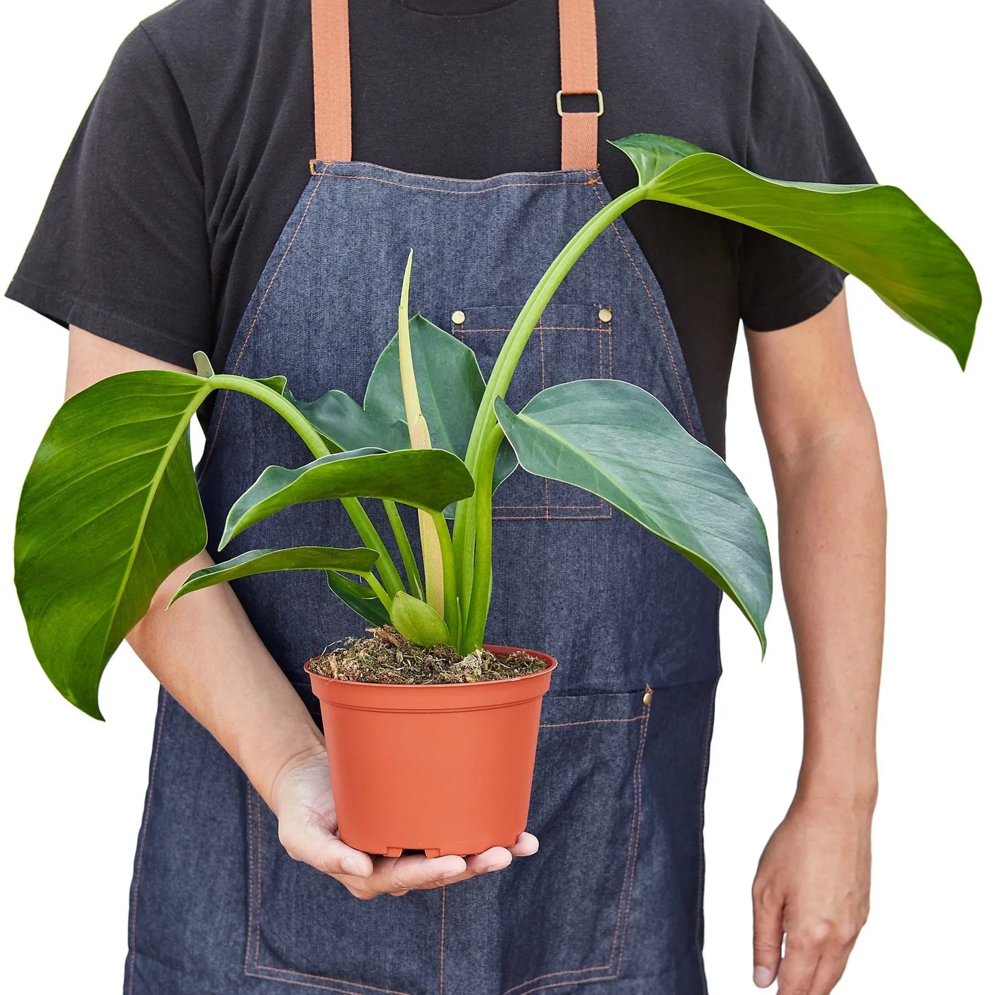 Philodendron 'Green Congo'