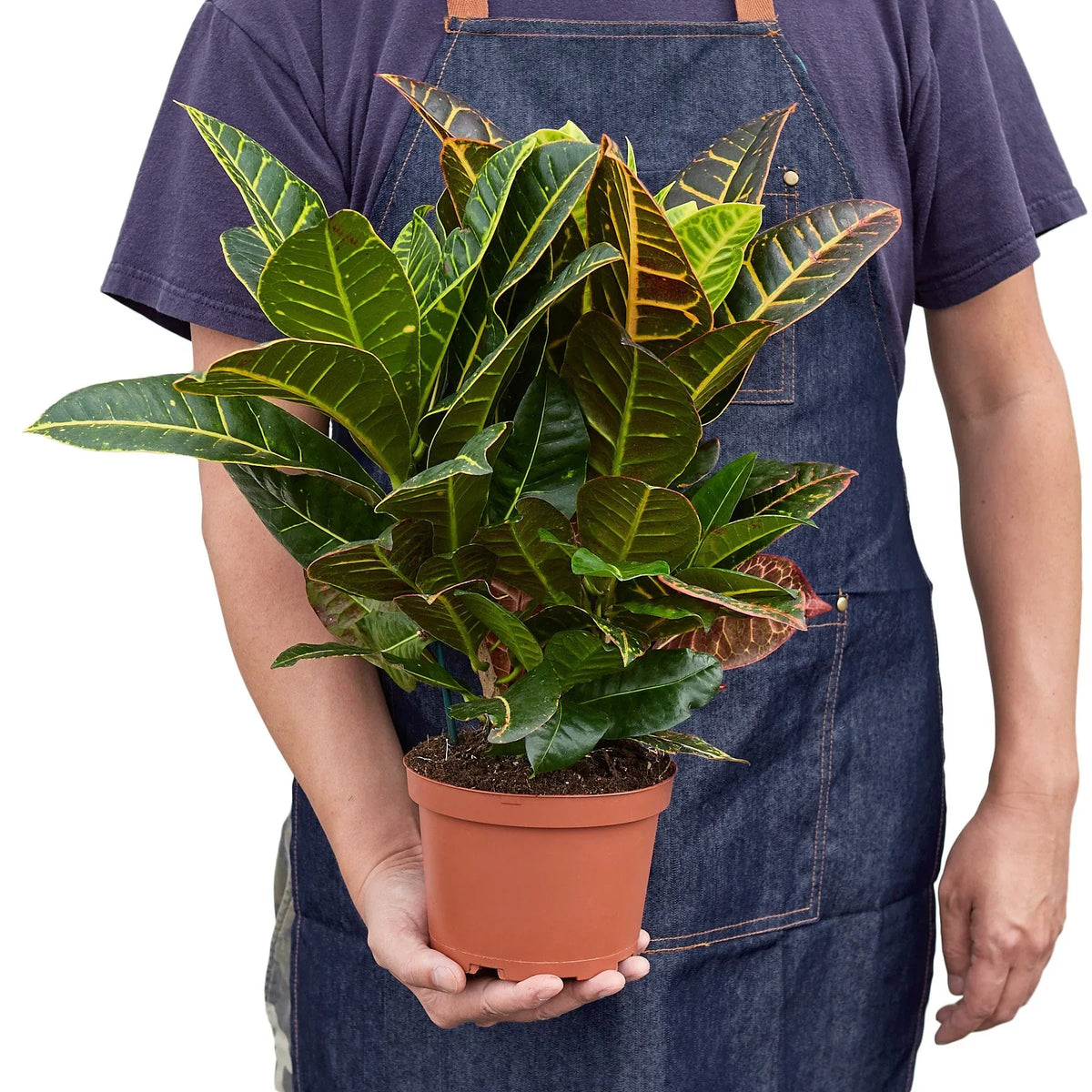 Croton 'Petra'