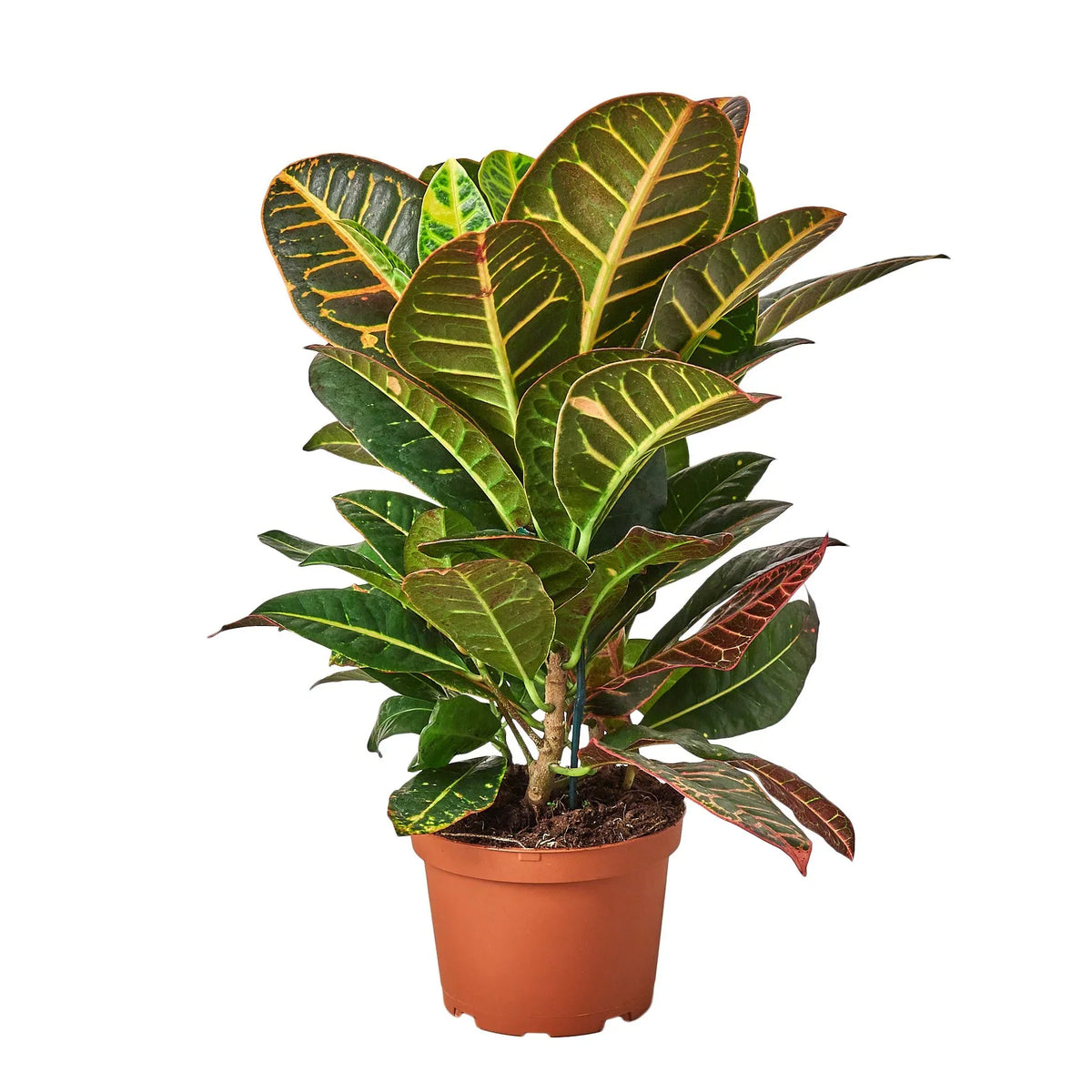 Croton 'Petra'