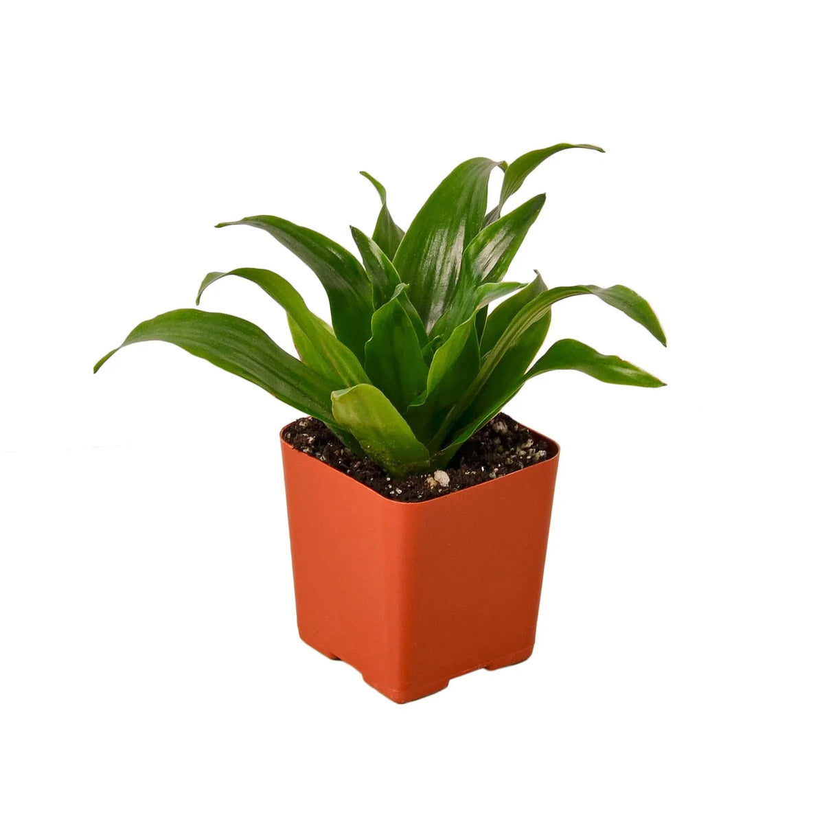 Compact Corn Plant