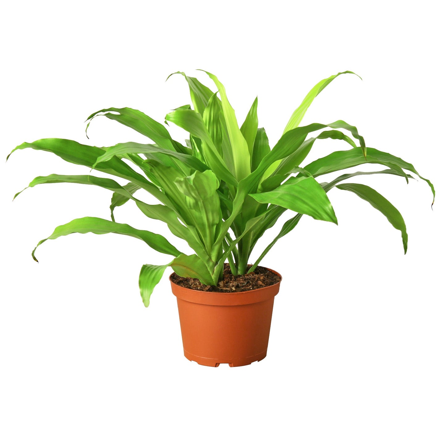 Corn plant 'Limelight'