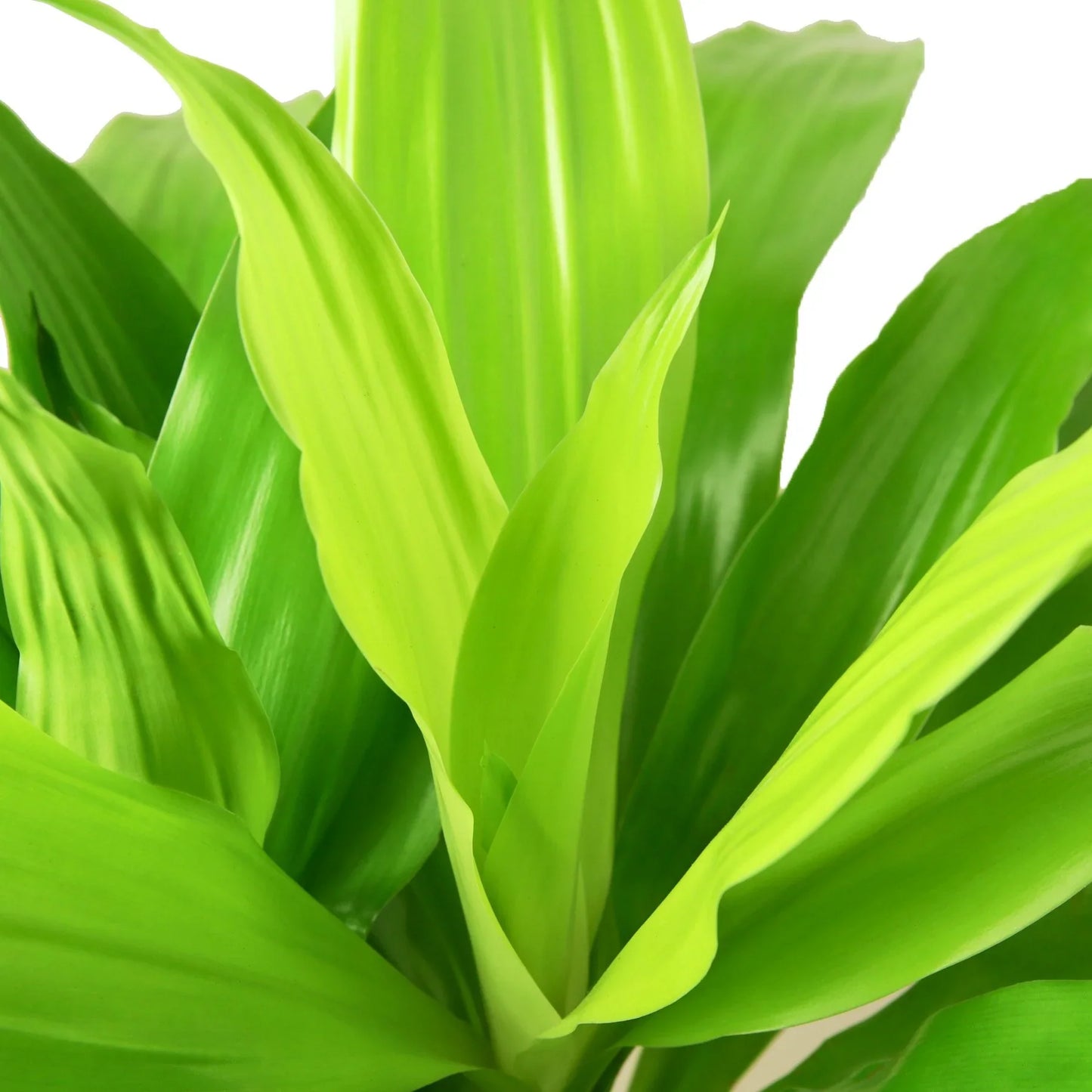 Corn plant 'Limelight'