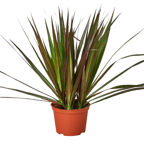 Dragon Tree 'Magenta'