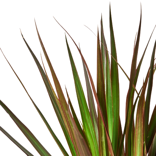 Dragon Tree 'Magenta'
