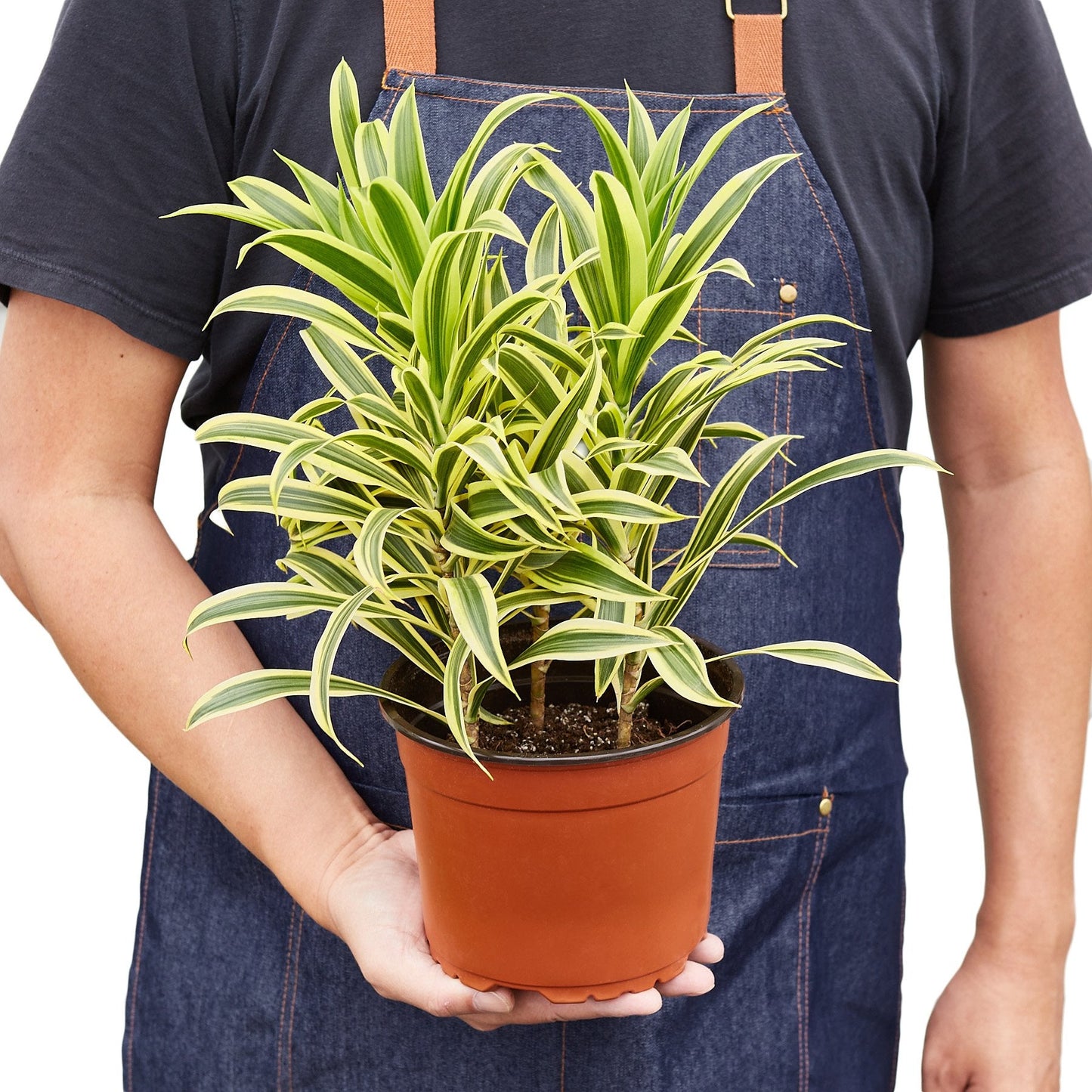 Corn plant 'Song of India'