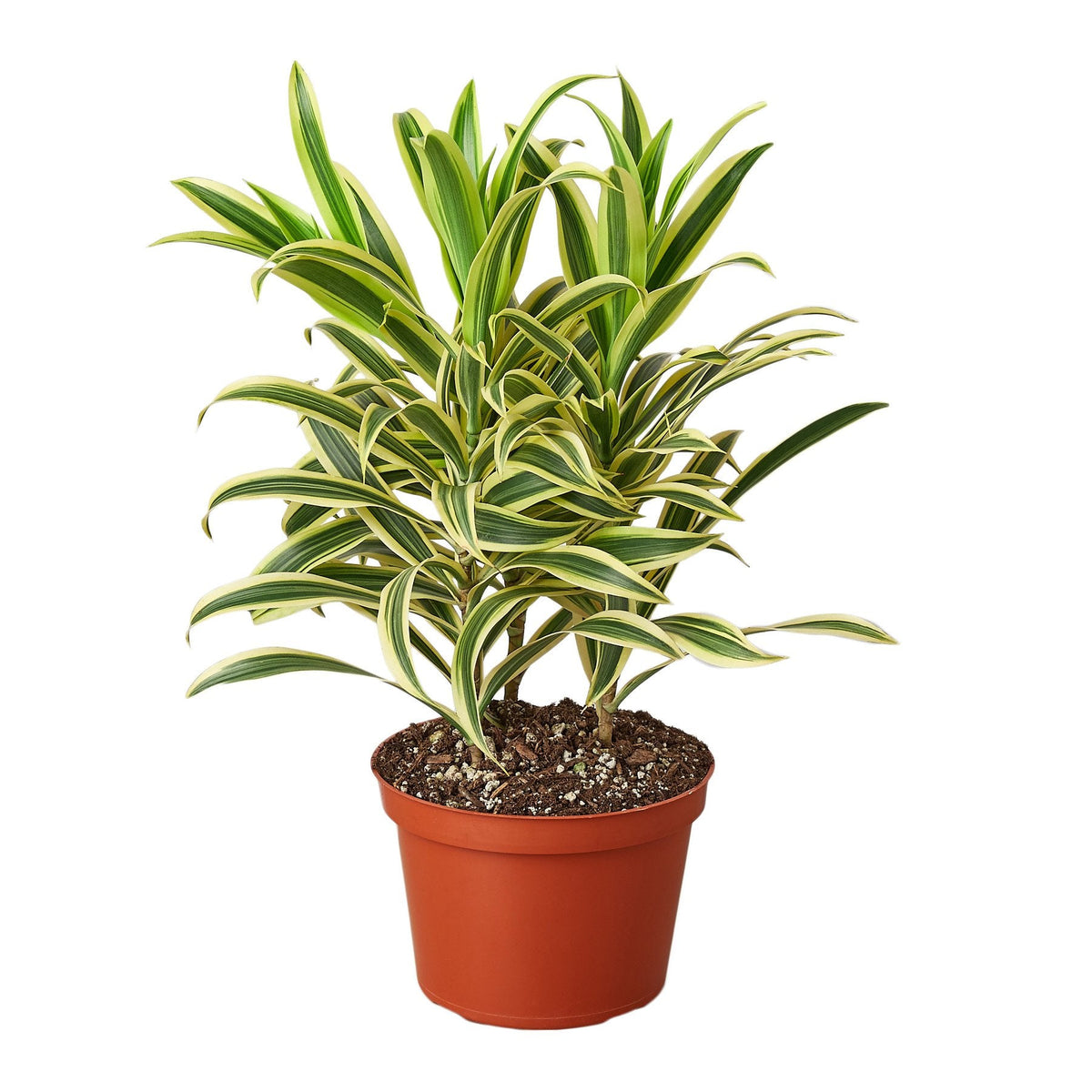 Corn plant 'Song of India'