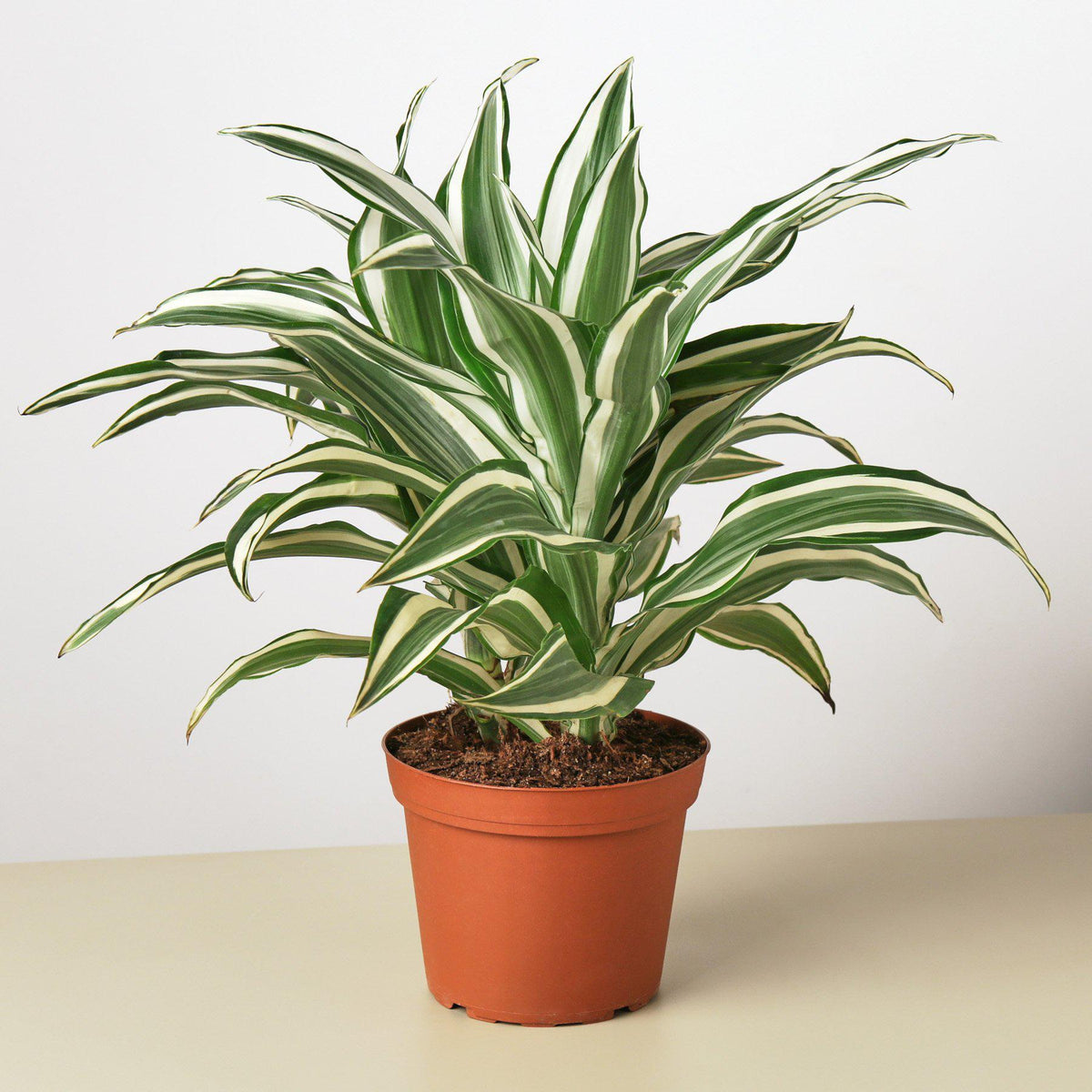 Corn plant 'White Jewel'