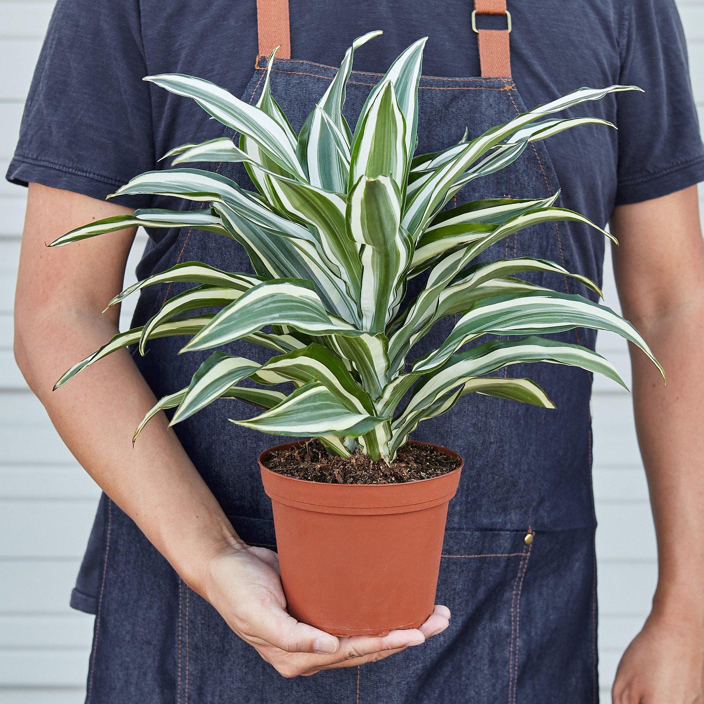 Corn plant 'White Jewel'