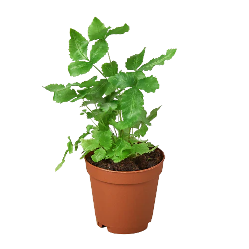 Bird's Foot Fern 'Albolineata'