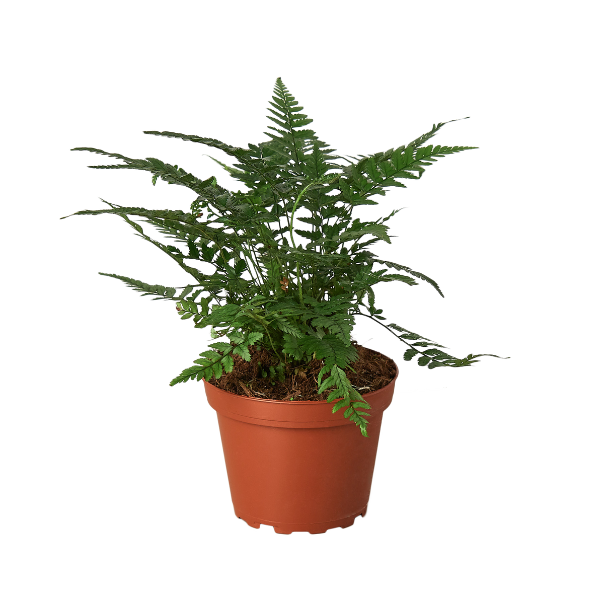 Korean rock fern
