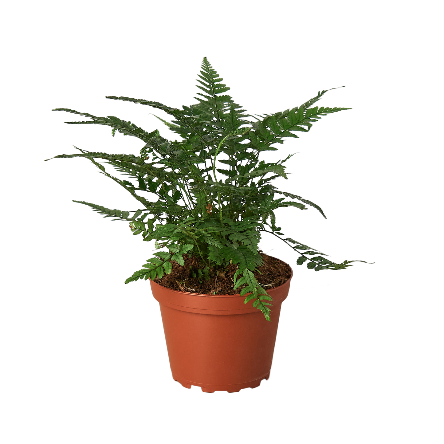 Korean rock fern