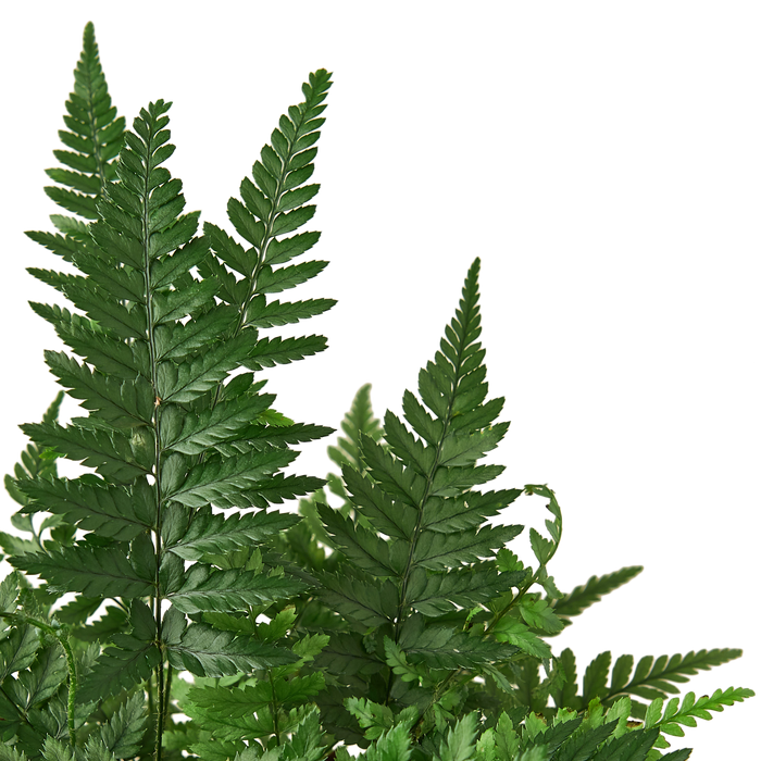 Korean rock fern