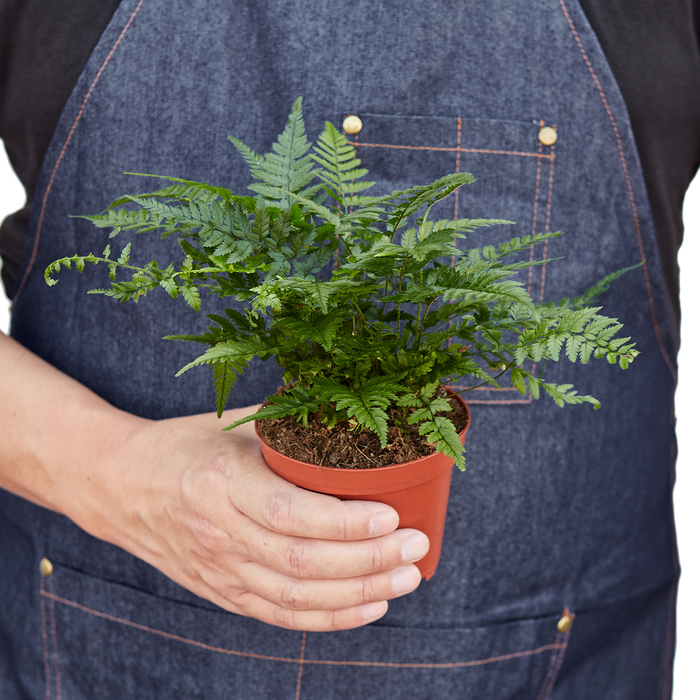 Korean rock fern