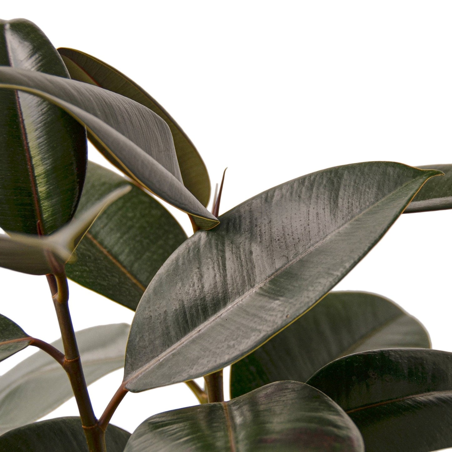 Rubber plant 'Burgundy'