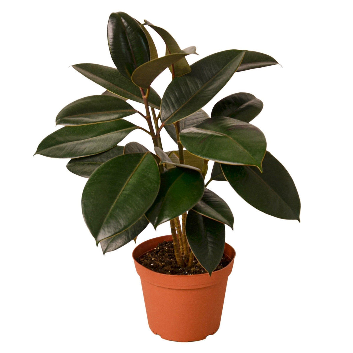 Rubber plant 'Burgundy'