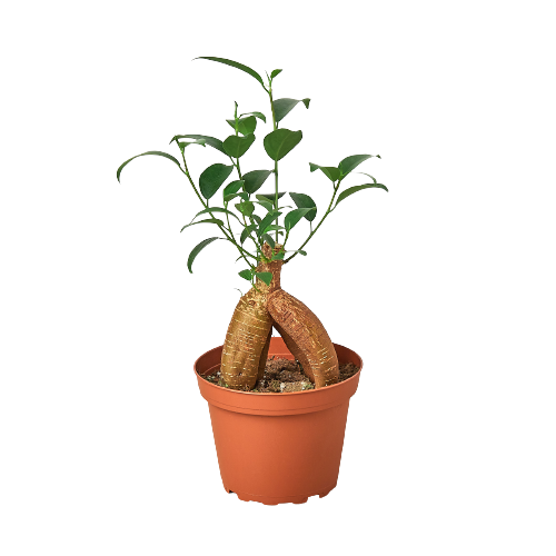 Ginseng Ficus
