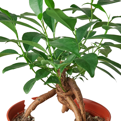 Ginseng Ficus