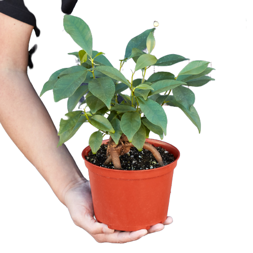 Ginseng Ficus