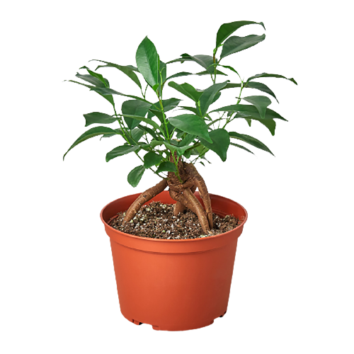 Ginseng Ficus