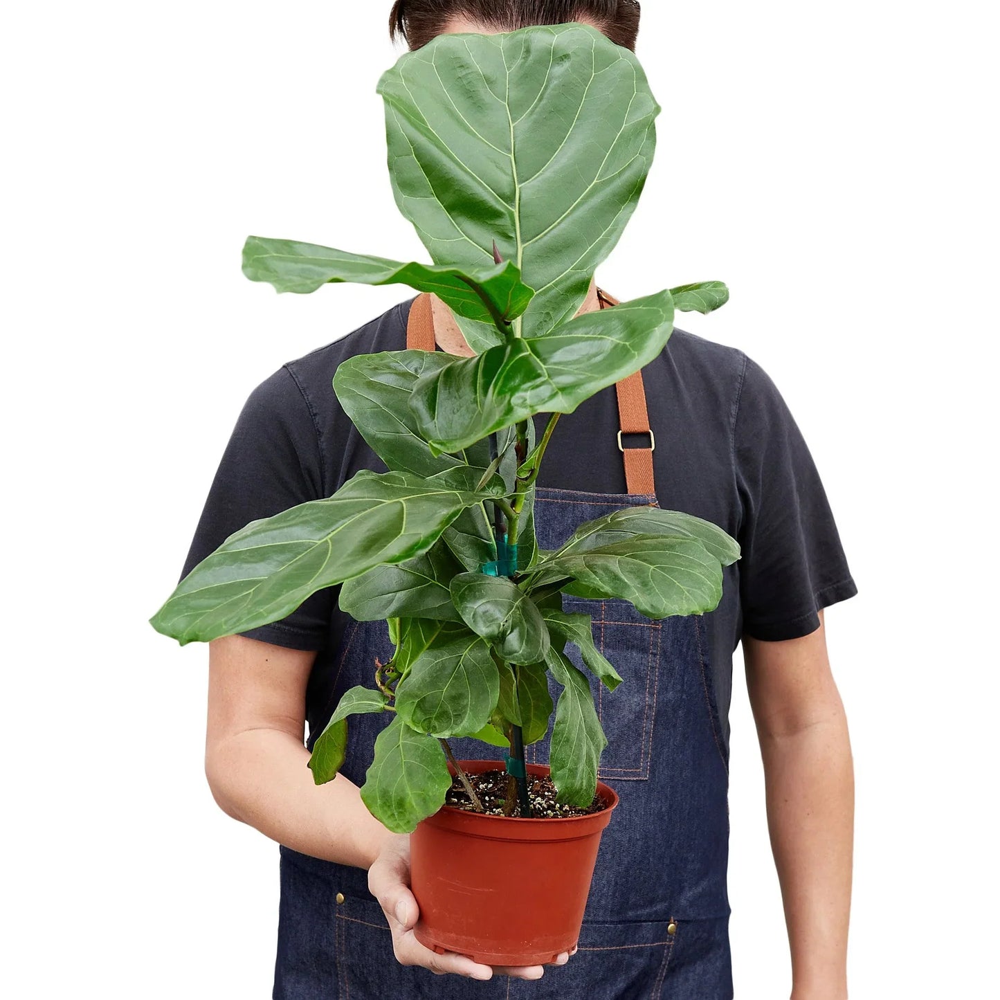 Fiddle Leaf Fig