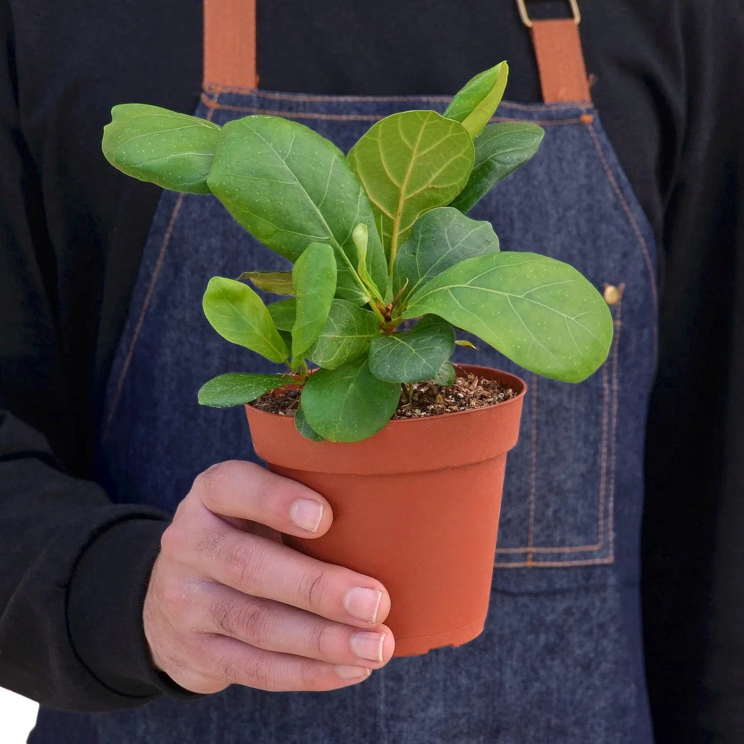 Fiddle Leaf Fig