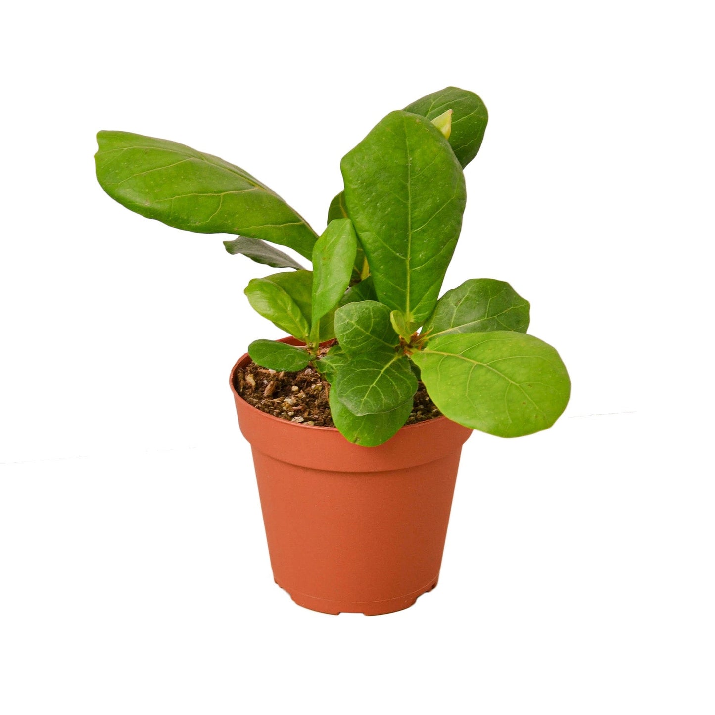 Fiddle Leaf Fig