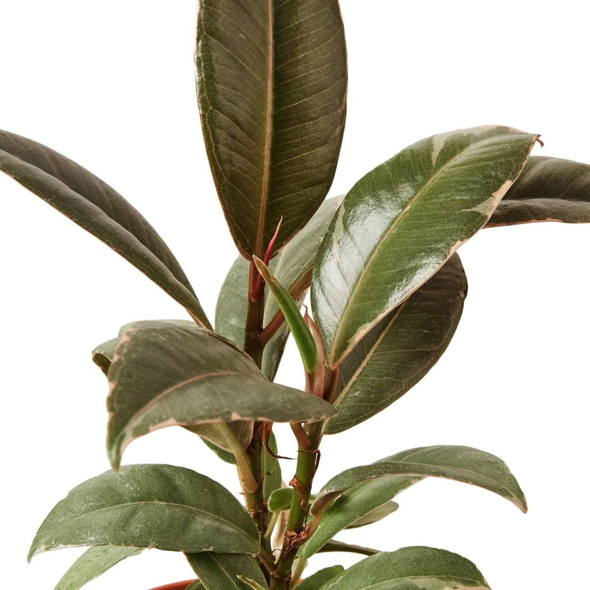 Rubber Plant 'Tineke'