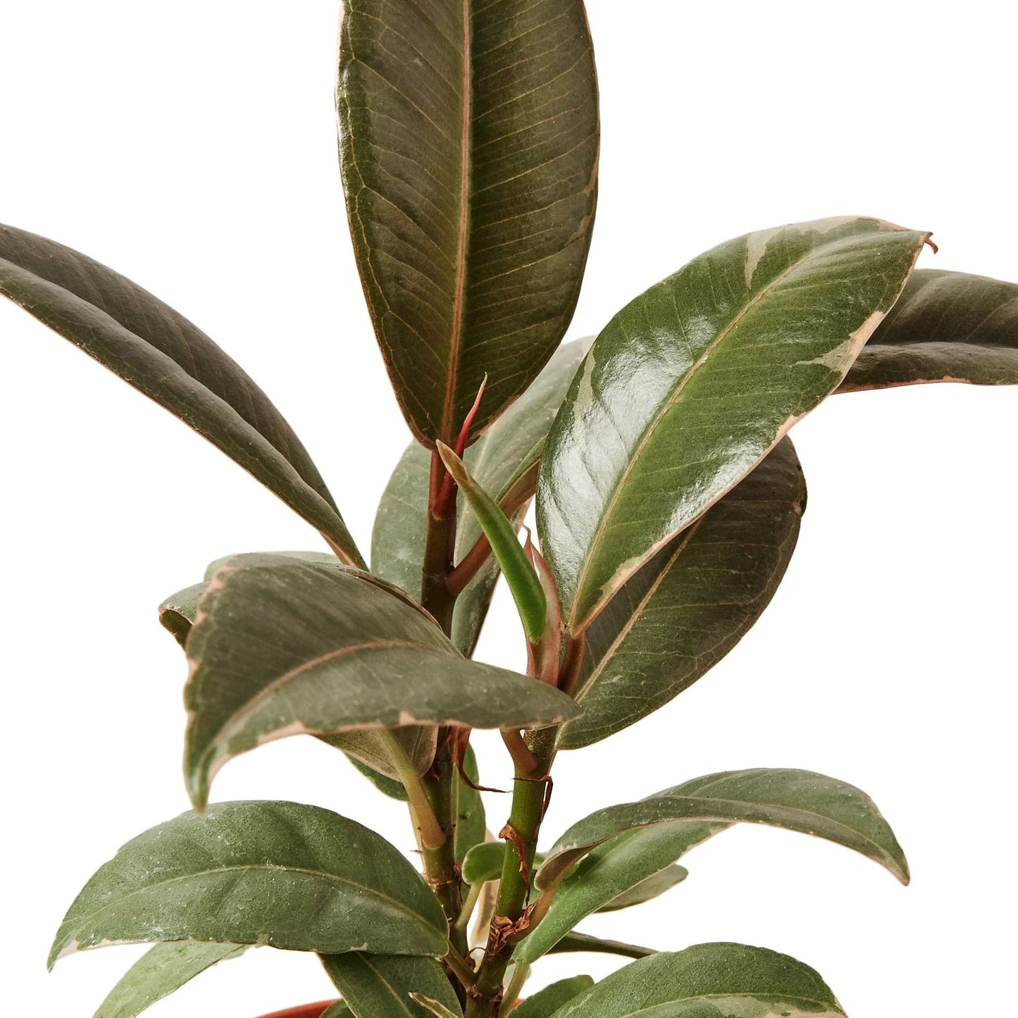 Rubber Plant 'Tineke'
