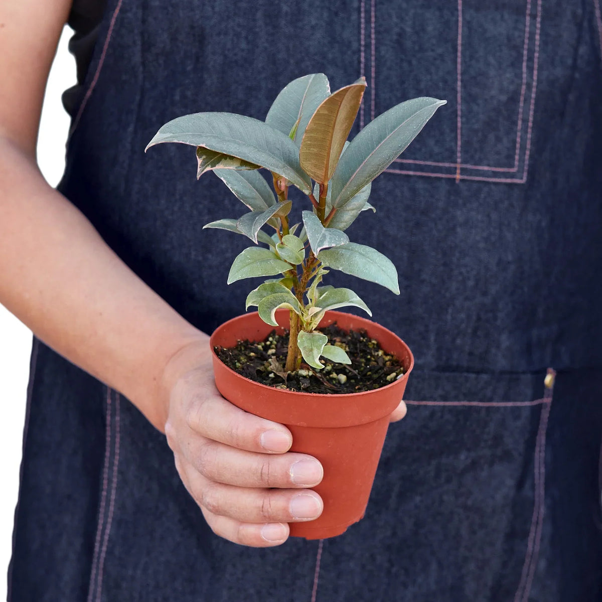Rubber Plant 'Tineke'