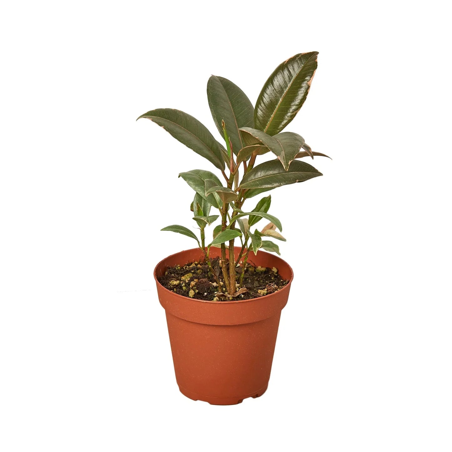 Rubber Plant 'Tineke'