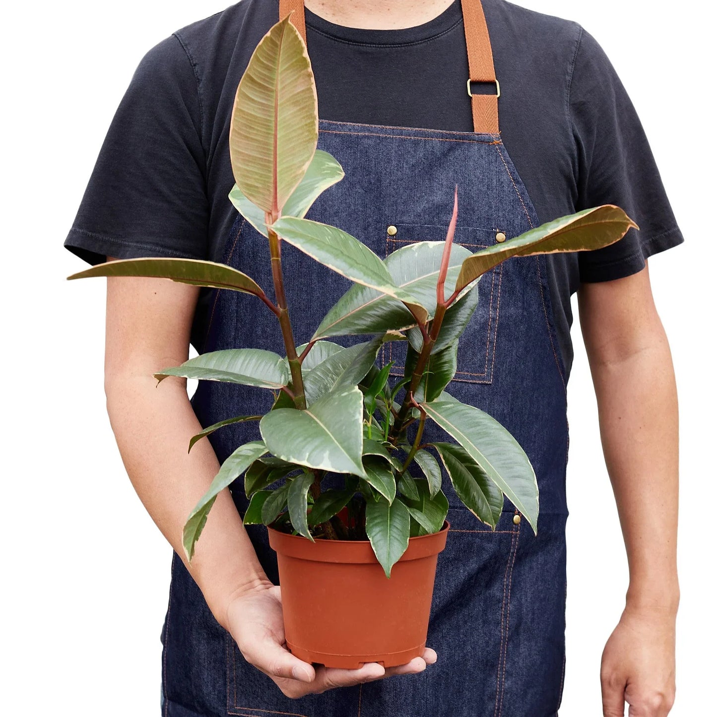 Rubber Plant 'Tineke'