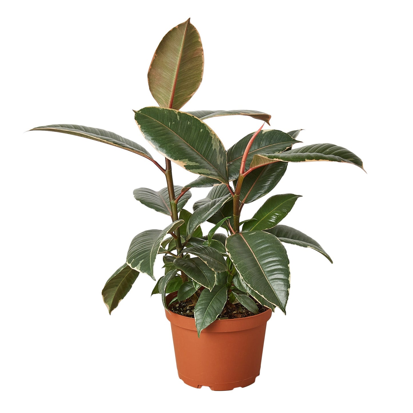 Rubber Plant 'Tineke'