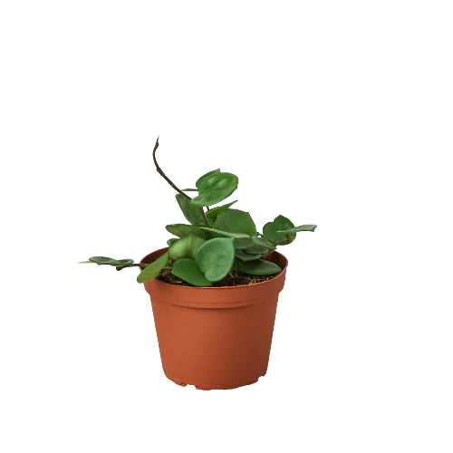 Hoya carnosa 'Chelsea'