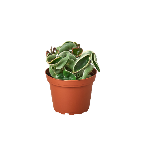 Variegated rope plant