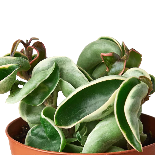 Variegated rope plant