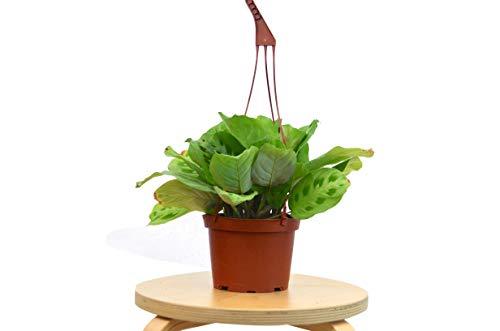 Prayer plant
