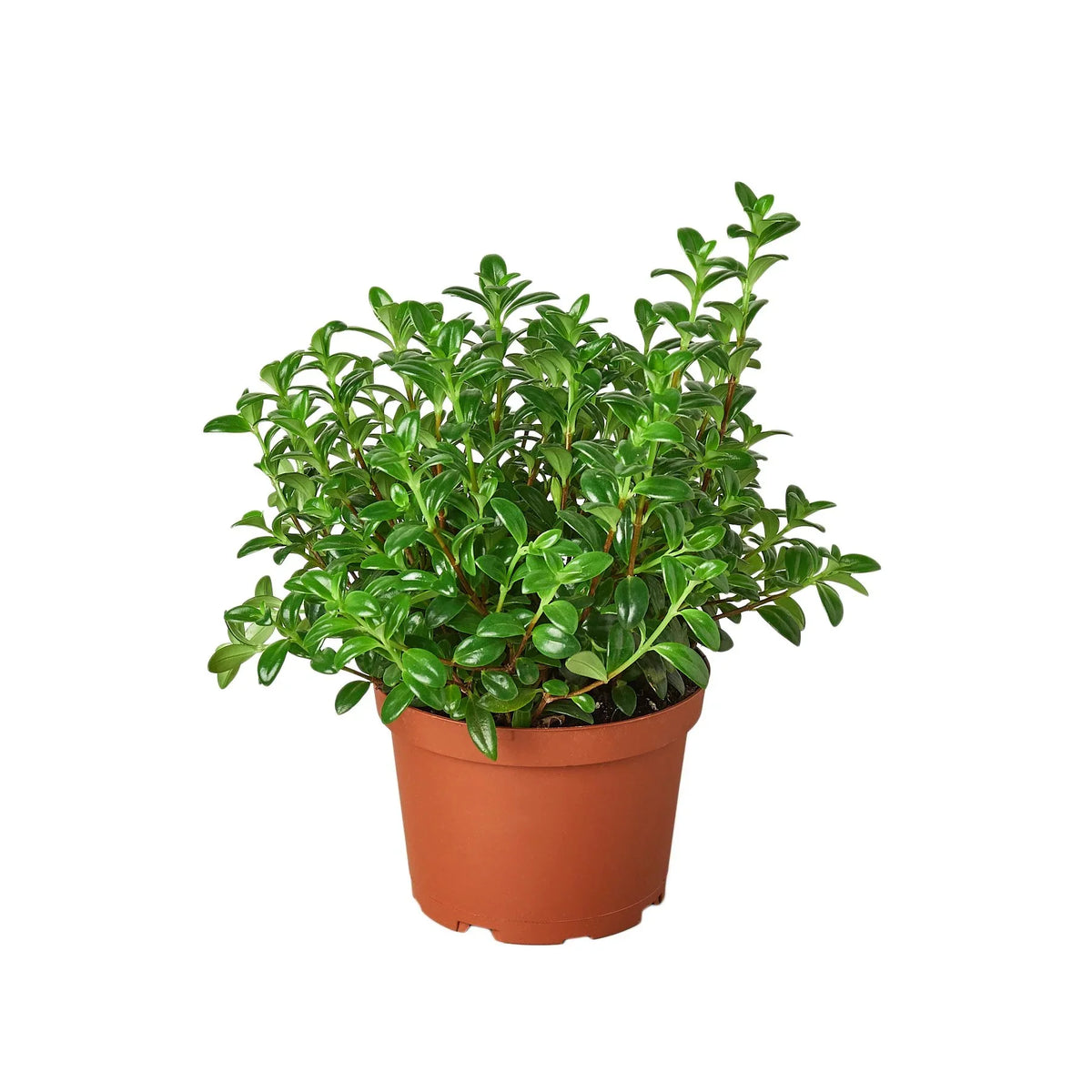 Goldfish plant
