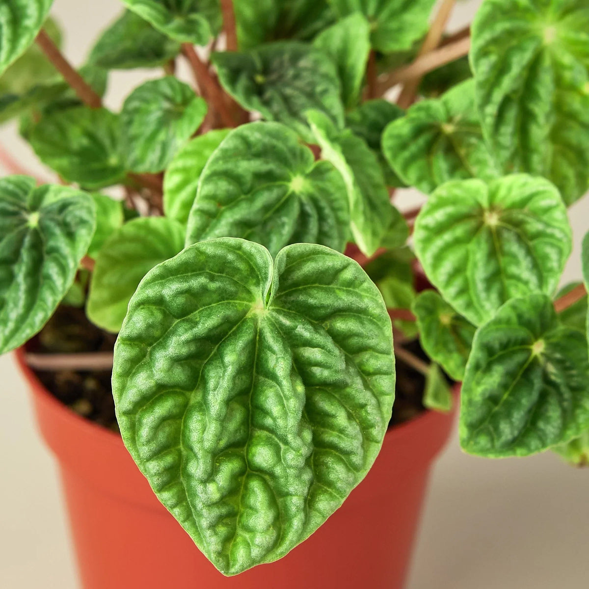 Wrinkled-leaves Peperomia 'Emerald Ripple'