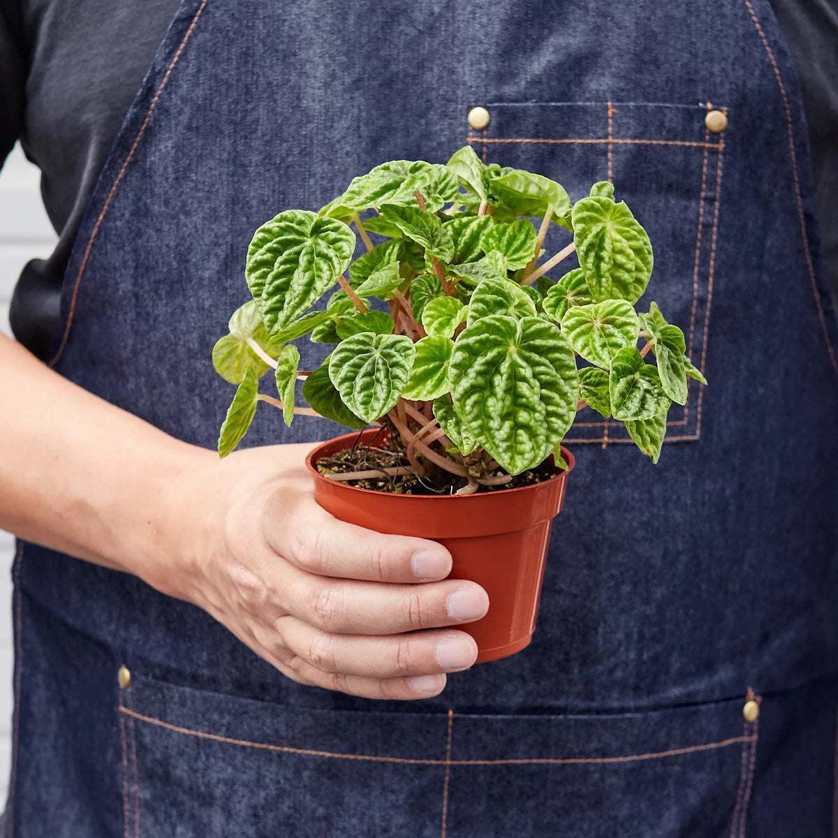 Wrinkled-leaves Peperomia 'Emerald Ripple'