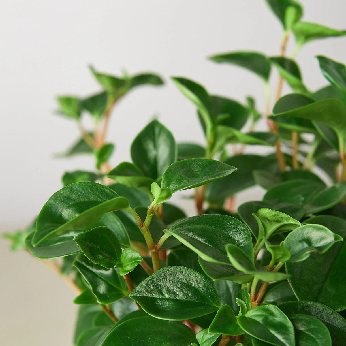 Peperomia glabella