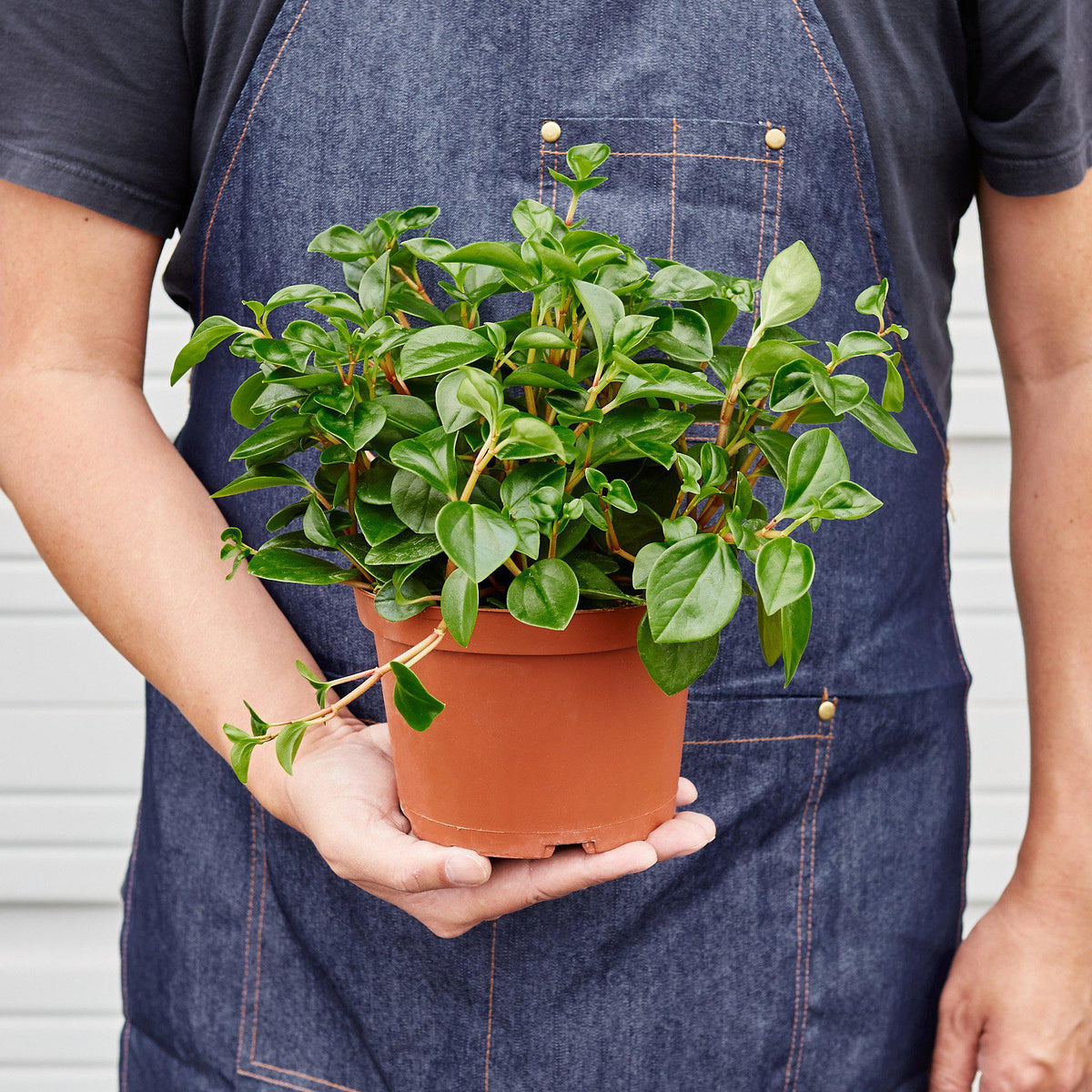 Peperomia glabella