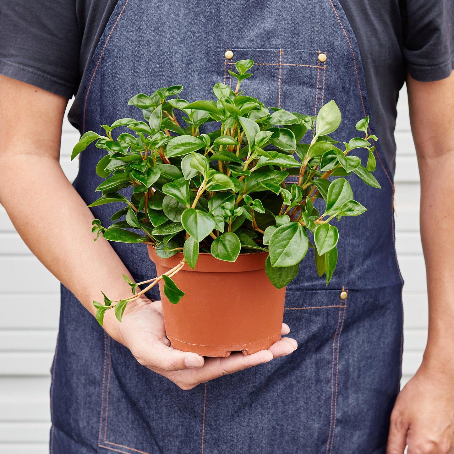 Peperomia glabella