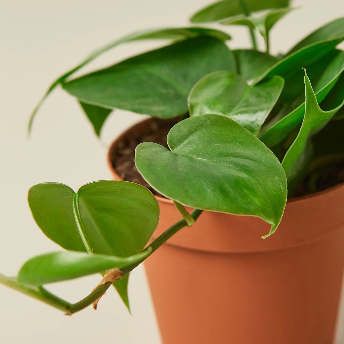 Heart Leaf Philodendron